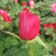 Rosa 'Souvenir d'Edouard Maubert™' - rózsaszín - virágágyi floribunda rózsa