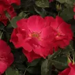 Kép 2/3 - Rosa 'Anna Mège™' - vörös - virágágyi floribunda rózsa