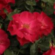 Rosa 'Anna Mège™' - vörös - virágágyi floribunda rózsa