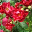 Kép 3/3 - Rosa 'Anna Mège™' - vörös - virágágyi floribunda rózsa