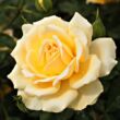 Kép 1/3 - Rosa 'Rivedoux-plage™' - sárga - rózsaszín - virágágyi floribunda rózsa