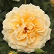 Kép 2/4 - Rosa 'Rivedoux-Plage' (syn.: 'Masprila') - Floribunda rózsa (sárga - rózsaszín)