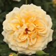 Kép 2/3 - Rosa 'Rivedoux-plage™' - sárga - rózsaszín - virágágyi floribunda rózsa