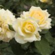 Kép 3/3 - Rosa 'Rivedoux-plage™' - sárga - rózsaszín - virágágyi floribunda rózsa