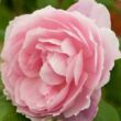 Kép 1/3 - Rosa 'Ausorts' - rózsaszín - angol rózsa