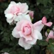 Rosa 'Ausorts' - rózsaszín - angol rózsa