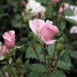 Rosa 'Ausorts' - rózsaszín - angol rózsa