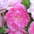 Kép 1/3 - Rosa 'Belle de Sardaigne™' - rózsaszín - climber, futó rózsa