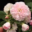 Rosa 'Belle de Sardaigne™' - rózsaszín - climber, futó rózsa