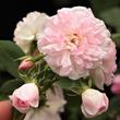 Kép 3/3 - Rosa 'Belle de Sardaigne™' - rózsaszín - climber, futó rózsa