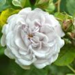 Kép 1/3 - Rosa 'Griselis™' - lila - nosztalgia rózsa