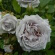 Rosa 'Griselis™' - lila - nosztalgia rózsa