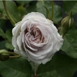 Kép 3/3 - Rosa 'Griselis™' - lila - nosztalgia rózsa
