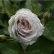 Rosa 'Griselis™' - lila - nosztalgia rózsa