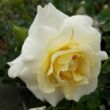 Kép 1/3 - Rosa 'Irène Frain™' - fehér - virágágyi floribunda rózsa