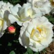 Rosa 'Irène Frain™' - fehér - virágágyi floribunda rózsa