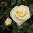 Rosa 'Irène Frain™' - fehér - virágágyi floribunda rózsa