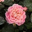 Kép 1/3 - Rosa 'Michelle Bedrossian™' - vörös - sárga - virágágyi grandiflora - floribunda rózsa