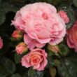 Kép 3/3 - Rosa 'Michelle Bedrossian™' - vörös - sárga - virágágyi grandiflora - floribunda rózsa