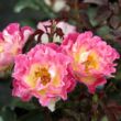 Kép 2/3 - Rosa 'Alfred Manessier™' - sárga - vörös - virágágyi grandiflora rózsa