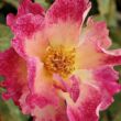 Kép 3/3 - Rosa 'Alfred Manessier™' - sárga - vörös - virágágyi grandiflora rózsa