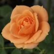 Kép 1/3 - Rosa 'Apricot Clementine®' - narancssárga - törpe - mini rózsa