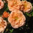 Rosa 'Apricot Clementine®' - narancssárga - törpe - mini rózsa