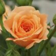 Kép 3/3 - Rosa 'Apricot Clementine®' - narancssárga - törpe - mini rózsa