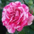 Kép 1/3 - Rosa 'Gaudy™' - rózsaszín - fehér - talajtakaró rózsa