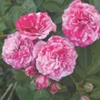 Kép 2/3 - Rosa 'Gaudy™' - rózsaszín - fehér - talajtakaró rózsa