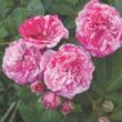 Rosa 'Gaudy™' - rózsaszín - fehér - talajtakaró rózsa