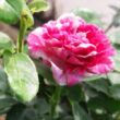 Rosa 'Gaudy™' - rózsaszín - fehér - talajtakaró rózsa