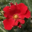 Kép 1/3 - Rosa 'Alpenglühen®' - vörös - talajtakaró rózsa