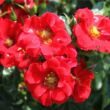 Rosa 'Alpenglühen®' - vörös - talajtakaró rózsa