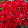 Rosa 'Alpenglühen®' - vörös - talajtakaró rózsa