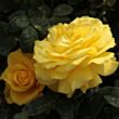 Rosa 'Golden Wedding' - sárga - virágágyi floribunda rózsa