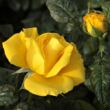 Kép 3/3 - Rosa 'Golden Wedding' - sárga - virágágyi floribunda rózsa