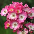 Kép 1/3 - Rosa 'Mozart' - rózsaszín - fehér - parkrózsa