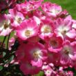 Kép 2/3 - Rosa 'Mozart' - rózsaszín - fehér - parkrózsa