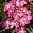 Kép 3/3 - Rosa 'Mozart' - rózsaszín - fehér - parkrózsa