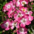 Rosa 'Mozart' - rózsaszín - fehér - parkrózsa