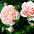 Kép 2/3 - Rosa 'Louise De Marillac™' - rózsaszín - virágágyi floribunda rózsa