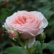 Kép 3/3 - Rosa 'Louise De Marillac™' - rózsaszín - virágágyi floribunda rózsa