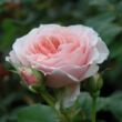 Rosa 'Louise De Marillac™' - rózsaszín - virágágyi floribunda rózsa