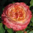 Kép 1/3 - Rosa 'Ros'Odile™' - sárga - rózsaszín - virágágyi grandiflora - floribunda rózsa