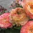Kép 2/3 - Rosa 'Ros'Odile™' - sárga - rózsaszín - virágágyi grandiflora - floribunda rózsa