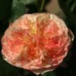 Kép 3/3 - Rosa 'Ros'Odile™' - sárga - rózsaszín - virágágyi grandiflora - floribunda rózsa