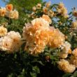 Kép 2/3 - Rosa 'Buff Beauty' - sárga - parkrózsa