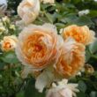 Kép 3/3 - Rosa 'Buff Beauty' - sárga - parkrózsa
