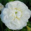Kép 1/3 - Rosa 'Botzaris' - fehér - történelmi - damaszkuszi rózsa